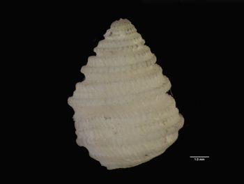 Media type: image; Malacology 7568